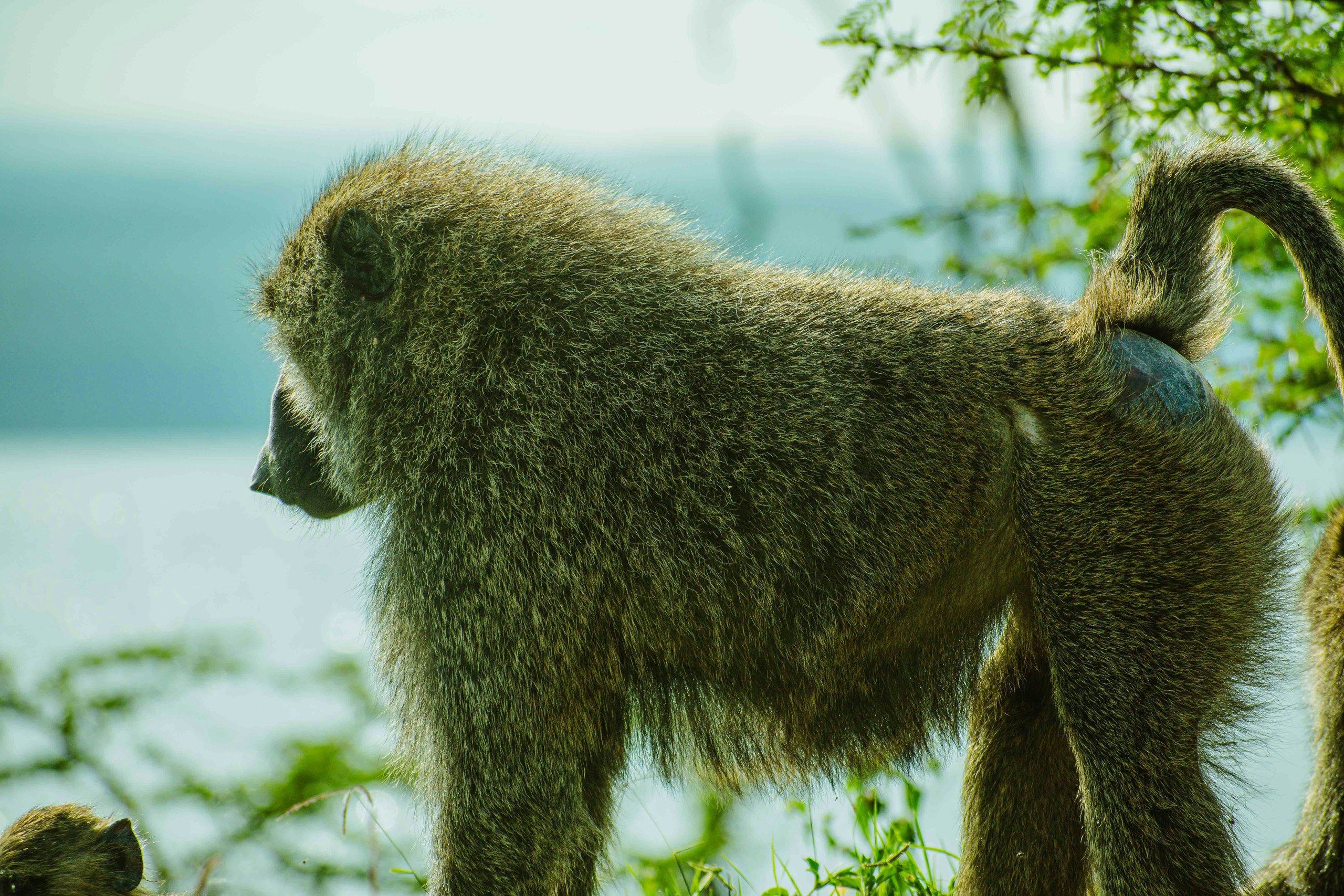 Wildtiere, darunter Giraffen, im Meru Nationalpark
